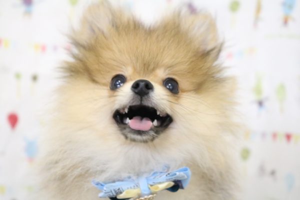 ポメラニアン