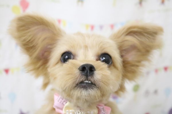 ミックス（ハーフ犬）
