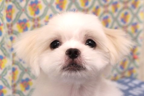 ミックス（ハーフ犬）