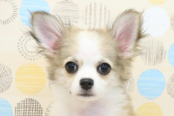 チワワ