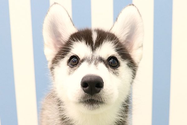シベリアンハスキー