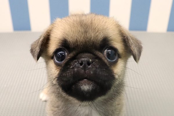 ミックス（ハーフ犬）
