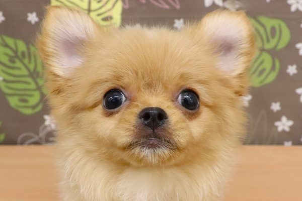 ポメチワ