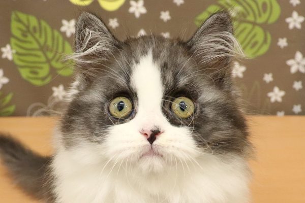 スコティッシュ