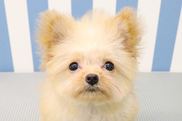 ポメプー