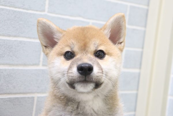 柴犬