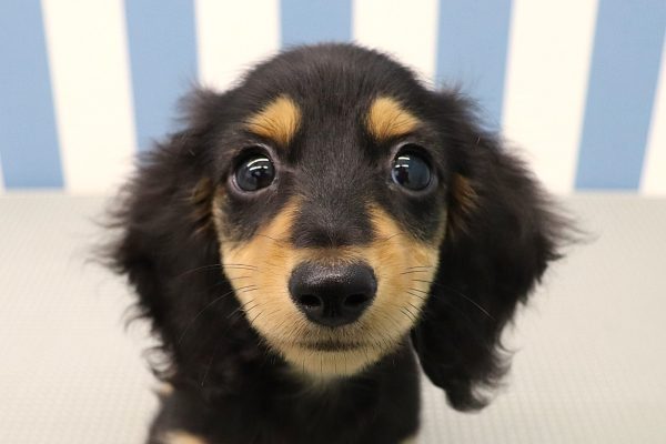 ミニチュアダックスフンド