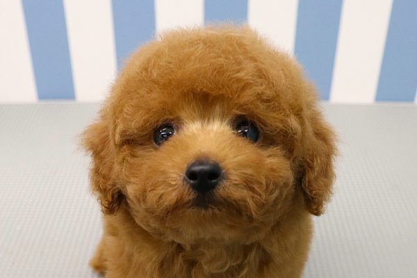 トイプードル