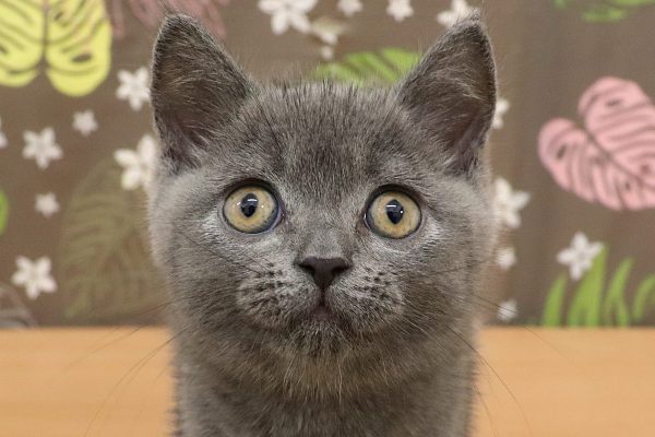 ブリティッシュ