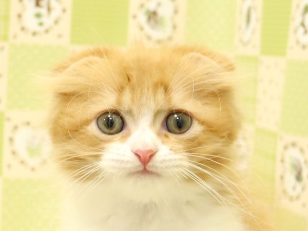 スコティッシュ