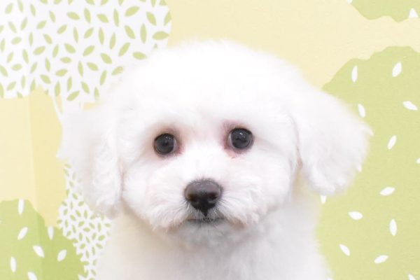 ビションフリーゼ