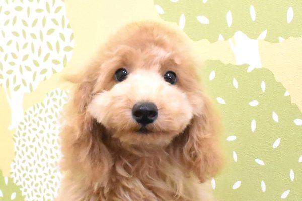 トイプードル