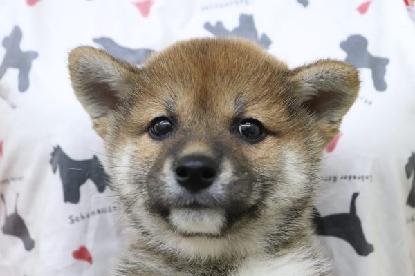柴犬