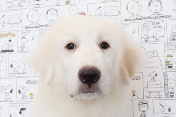 グレートピレニーズ