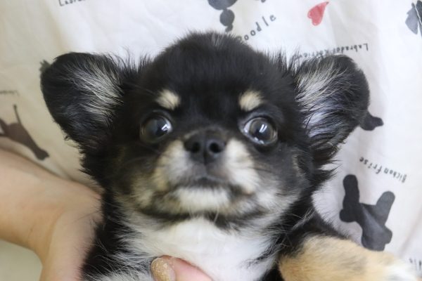 チワワ
