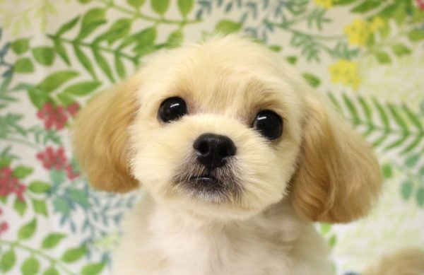ミックス（ハーフ犬）