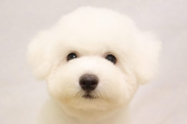 ビションフリーゼ
