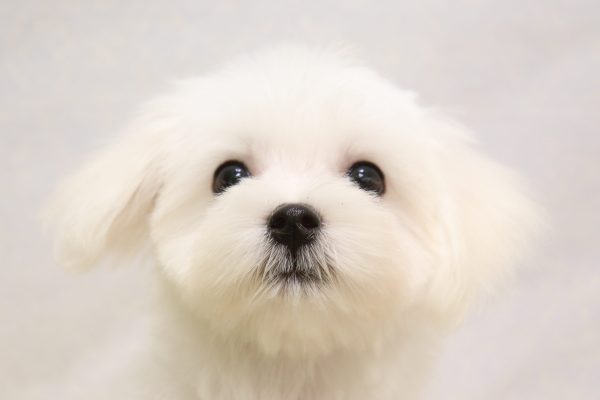 マルチーズ