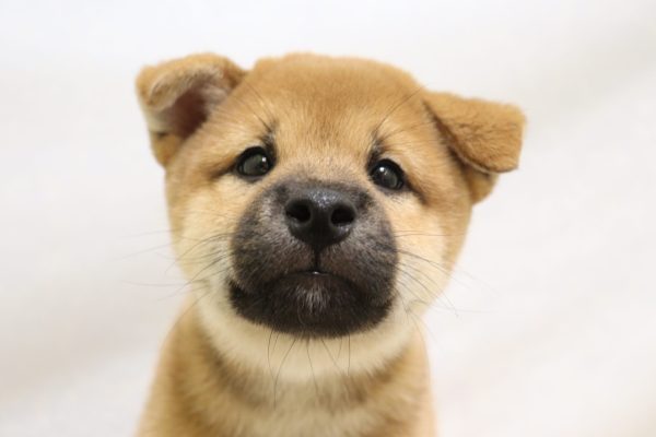 柴犬
