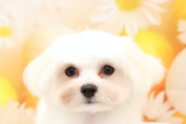 マルチーズ