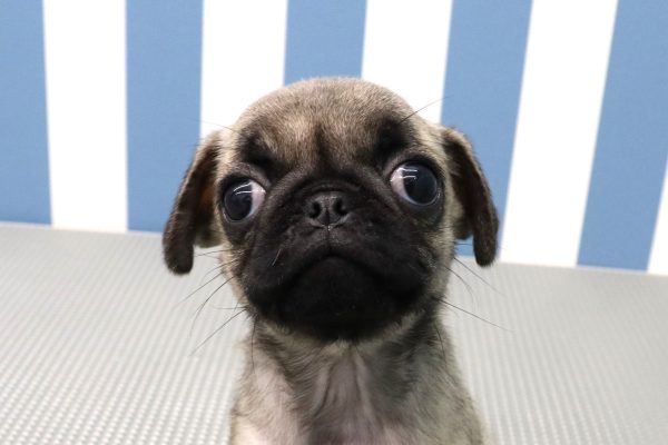 パグ