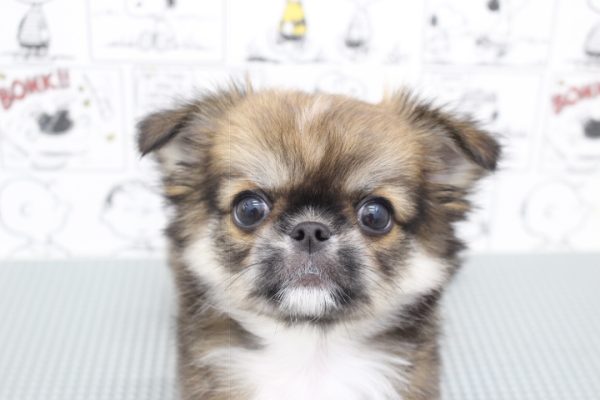 ミックス（ハーフ犬）