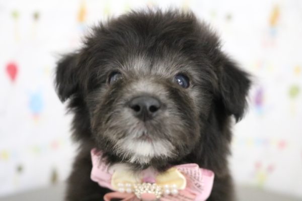 ミックス（ハーフ犬）