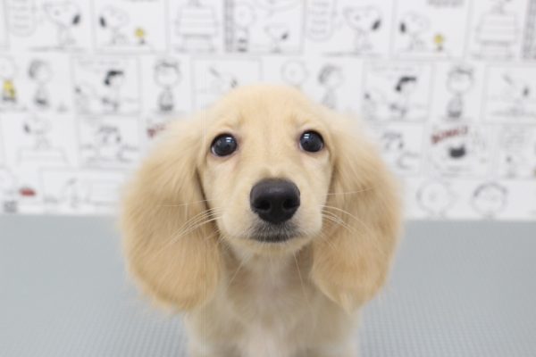 ミニチュアダックスフンド
