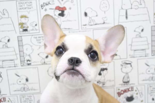 ミックス（ハーフ犬）