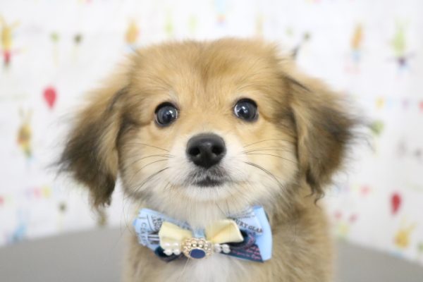 ミックス（ハーフ犬）