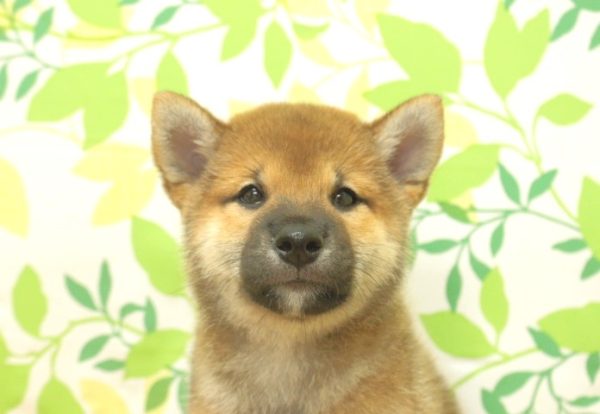 柴犬