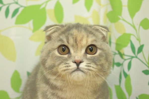 スコティッシュ