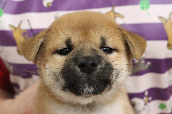 柴犬