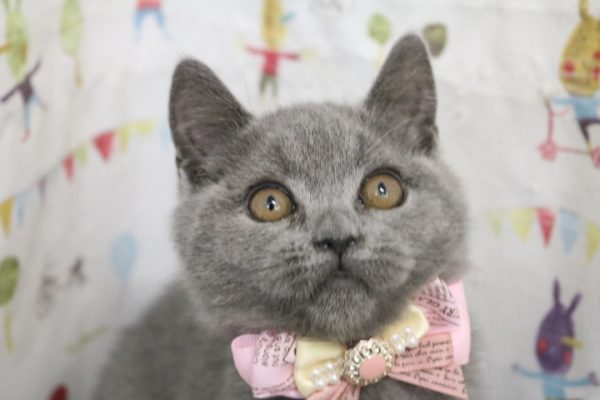 ブリティッシュ
