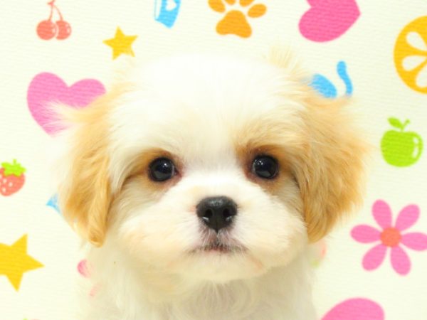ミックス（ハーフ犬）