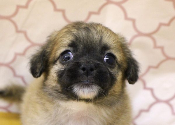 ミックス（ハーフ犬）
