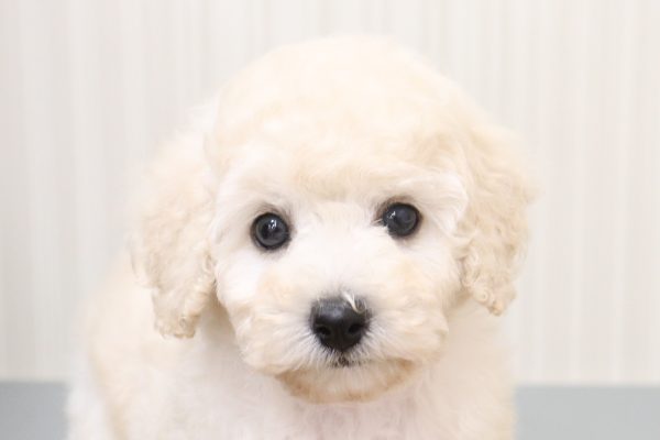トイプードル