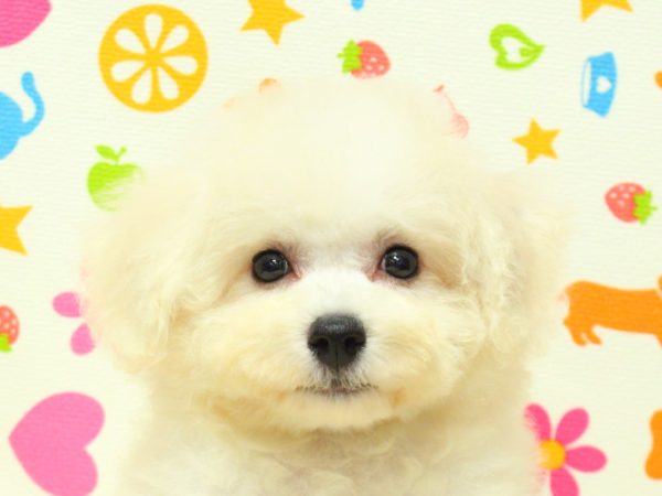 ビションフリーゼ