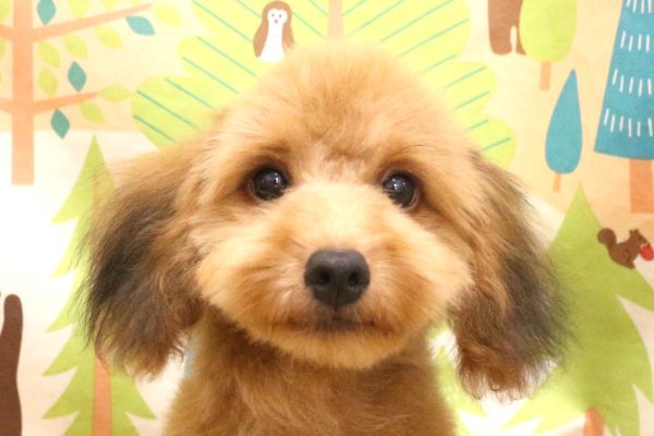 ポメプー