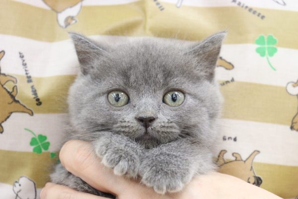 ブリティッシュ
