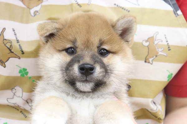 柴犬