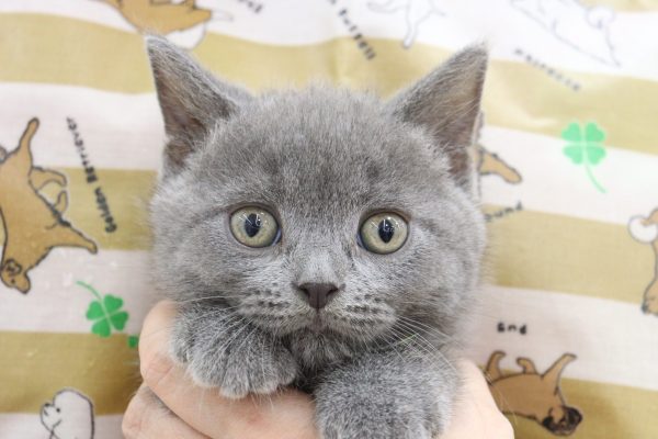 ブリティッシュ