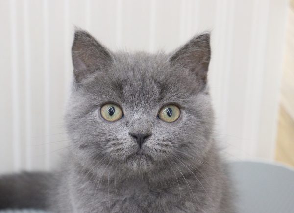 ブリティッシュ