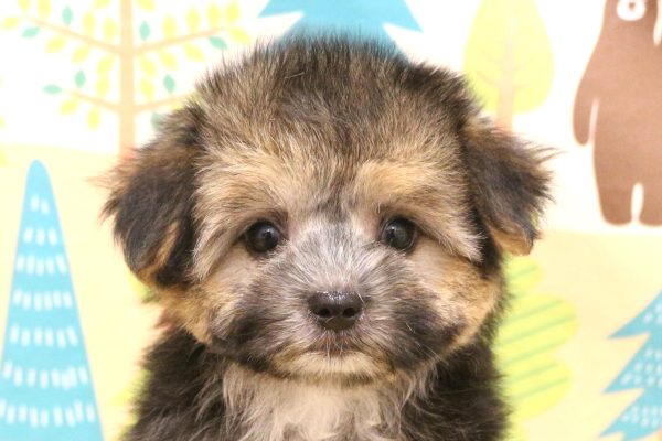 ミックス（ハーフ犬）