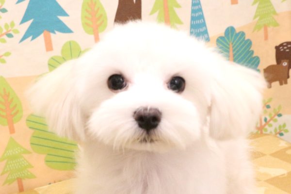 マルチーズ