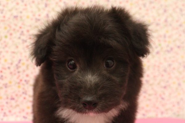 ミックス（ハーフ犬）