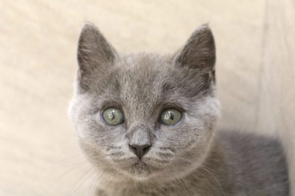 ブリティッシュ