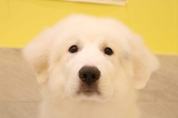 グレートピレニーズ