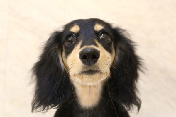 ミニチュアダックスフンド