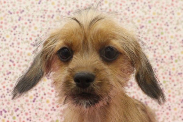 ミックス（ハーフ犬）